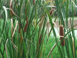 DSCF6724