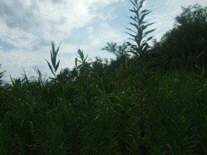 DSCF6748
