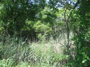 DSCF7483