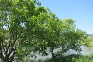IMG_8383