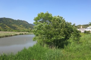 IMG_8393