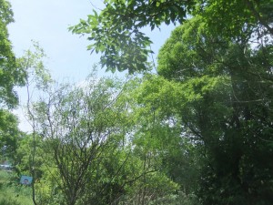 DSCF8328