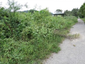 IMG_4190